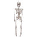 12-Inch Realistic Plastic Skeleton