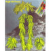 Tropical Fern Wrist Lei and Headband Set