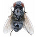 Fly Insect Replicas for Halloween Decor