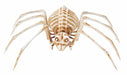 14-Inch Spider Skeleton Halloween Decoration