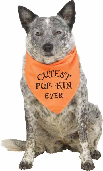 Pup Howloween Orange Dog Bandana, Small/Medium