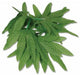 Tropical Fern Leaf Wristlet, 10 Inch
