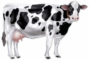 Jointed Cow Decoration, 34.5 Inches