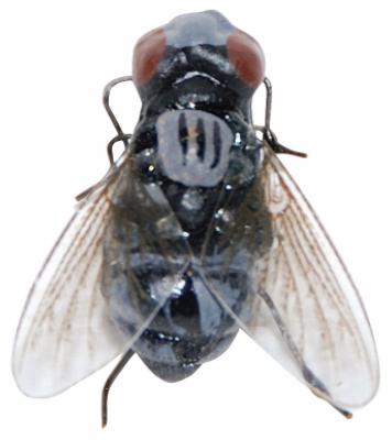 Fly Insect Replicas for Halloween Decor
