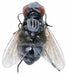 Fly Insect Replicas for Halloween Decor