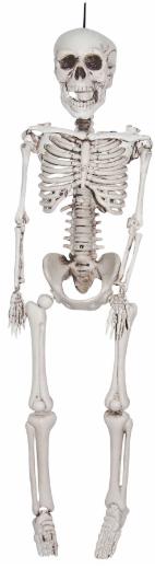 36-Inch Realistic Plastic Skeleton Halloween Prop