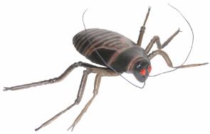 Small Cockroach Halloween Prop