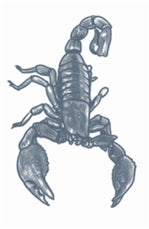 Tinsley Transfers Scorpion Prison Temporary Tattoo